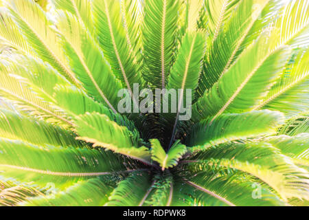 Natural blurred greenery tropic background with palm foliage.  Stock Photo