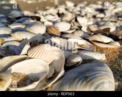 beautiful seashells on the seashore Stock Photo