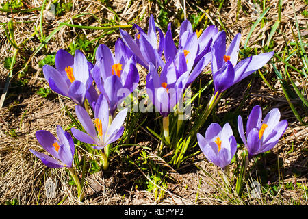 Spring background with close-up group of blooming crocuses spring flowers Stock Photo