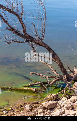 A quiet bay with rotten green water and dry trees. Stock Photo