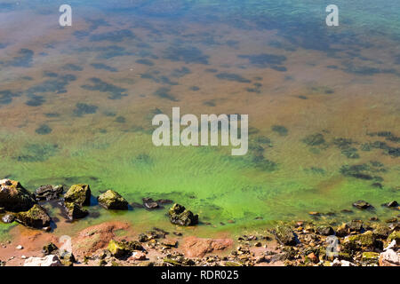 Green dirty water off the coastline of the pond. Stock Photo