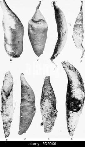 . The sweet potato; a handbook for the practical grower. Sweet potatoes. Plate VII.— Sweet potato diseases, a, Sweet potato show- ine the characteristic shriveling produced by the root-rot fun- oTis. 6, A sweet potato showing discoloration caused by the scurf fungus, c and d, Showing ring-rot, frequently found in storage-houses, e, Java black-rot. A sweet potato showing the drv mummied condition produced by the fungus. Note the numerous pimple-like protuberances containing spores borne on the surface. /, Foot-rot. g, Dry-rot. h, Black-rot. A sweet potato showing the black circular spot caused  Stock Photo