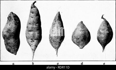 . The sweet potato; a handbook for the practical grower. Sweet potatoes. Plate IV.— Varieties of sweet potatoes. Top: Typical speci- mens of some of the commercial moist-fleshed varieties of sweet potatoes: a. Yellow Belmont; 6, Pumpkin; c, Porto Rico; d, Nancy Hall: e, Southern Queen; /, Dooley; g, Bunch. Bottom: Some of the important commercial dry-fleshed varieties of sweet potatoes: a, Big Stem Jersey; h, Triumph; c, Yellow Jersey; d. Yellow Jersey; e, Red Jersey. Note the two distinct types of the Yellow Jersey variety.. Please note that these images are extracted from scanned page images Stock Photo