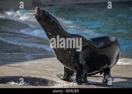 seal during feeding in augsburg zoo, catching a fish Stock Photo