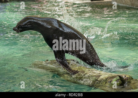seal during feeding in augsburg zoo Stock Photo
