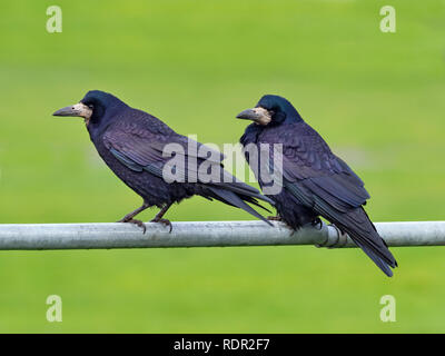 Rook Corvus frugilegus feeding in grassland East coast Norfolk Stock Photo