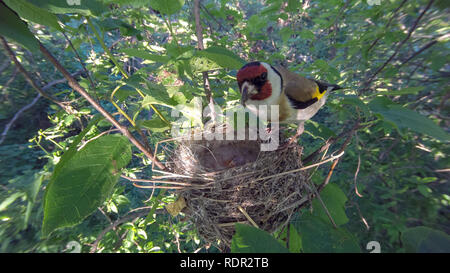 Carduelis carduelis. The nest of the Goldfinch in nature. Russia Stock Photo
