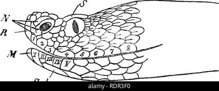 . The poisonous terrestrial snakes of our British Indian dominions, including Ceylon, and how to recognize them; with symptoms of snake poisoning and treatment. Snakes; Snakes. S'ld. Please note that these images are extracted from scanned page images that may have been digitally enhanced for readability - coloration and appearance of these illustrations may not perfectly resemble the original work.. Wall, Frank, 1868-. Bombay, Bombay Natural History Society Stock Photo