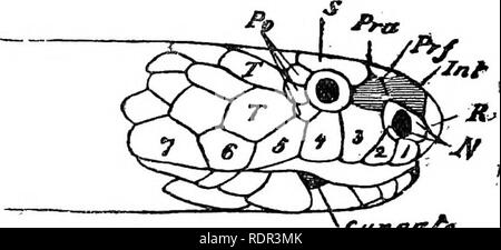 . The poisonous terrestrial snakes of our British Indian dominions, including Ceylon, and how to recognize them; with symptoms of snake poisoning and treatment. Snakes; Snakes. y«/ B. Cuneaiit, c. Please note that these images are extracted from scanned page images that may have been digitally enhanced for readability - coloration and appearance of these illustrations may not perfectly resemble the original work.. Wall, Frank, 1868-. Bombay, Bombay Natural History Society Stock Photo