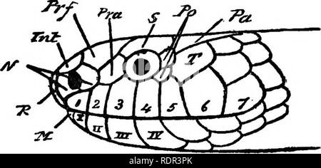 . The poisonous terrestrial snakes of our British Indian dominions, including Ceylon, and how to recognize them; with symptoms of snake poisoning and treatment. Snakes; Snakes. 16 THE POISONOUS SNAKES OP INDIA.. Please note that these images are extracted from scanned page images that may have been digitally enhanced for readability - coloration and appearance of these illustrations may not perfectly resemble the original work.. Wall, Frank, 1868-. Bombay, Bombay Natural History Society Stock Photo