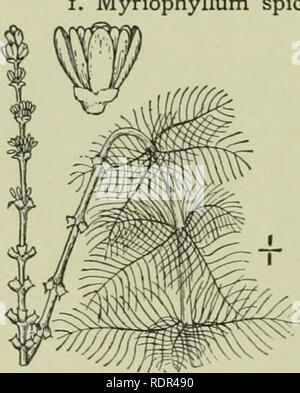 . An illustrated flora of the northern United States, Canada and the British possessions : from Newfoundland to the parallel of the southern boundary of Virginia and from the Atlantic Ocean westward to the 102nd meridian. Botany. 6i4 HALORAGIDACEAE. Vol. II. 3. MYRIOPHYLLUM [VailL] L. Sp. PI. 992. 1753. Aquatic herbs, with verticillate or ahernate leaves, the emersed ones entire, dentate or pectinate, the submerged ones pinnatilid into capillary segments, the axillary commonly monoecious 2-bracted flowers often interruptedly spicate. Upper flowers generally staminafe with a very short calyx-tu Stock Photo