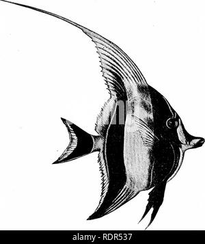 . Fishes. Fishes. The Squamipinnes 617 the Eocene genera, Aulorhamphus (bolceusis), with produced snout, and Apostasis (croaticus), with long spinous dorsal, prob- ably belong. The Moorish Idols: Zanclidse. — The family of ZanclidcE in- cludes a single species, the Moorish idol or kihi kihi, Zanclus canescens. In this family the scales are reduced to a fine sha-. FiG. 511.—The Moorish Idol, Zanclus canescens (Linnaeus). From Hawaii. Family Zanclidoe. (Painting by Mrs. E. G. Norris.) green, and in the adult two bony horns grow out over the eye. The dorsal spines are prolonged in filaments and t Stock Photo