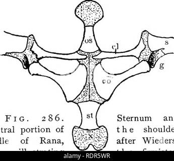 sternum of frog