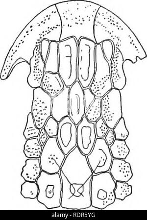 . Text book of zoology. Zoology. Fig. 275. Diagrammatic representation ...