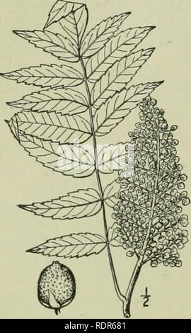 . An illustrated flora of the northern United States, Canada and the British possessions : from Newfoundland to the parallel of the southern boundary of Virginia and from the Atlantic Ocean westward to the 102nd meridian. Botany. ANACARDIACEAE. Vol. U ; glabra L. Smooth Upland or Scarlet Sumac. White or Sleek Sumac Fig. 2778. Rhus glabra L. Sp. PI. 26$. 1753- A shrub or rarely a small tree, 2°-20° high, similar to the preceding species, but glabrous and somewhat glaucous. Leaflets 11-31, lanceolate or oblong-lanceolate, 2-4' long, acuminate at the apex, rounded and often oblique at the base, d Stock Photo