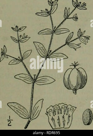 . An illustrated flora of the northern United States, Canada and the British possessions : from Newfoundland to the parallel of the southern boundary of Virginia and from the Atlantic Ocean westward to the 102nd meridian. Botany. 13. Chamaesyce maculata (L.) Small. Milk Purslane. Spotted or Blotched Spurge. Fig. 2744. Euphorbia maculata L. Sp. PI. 455. 1753. Chamaesyce maculata Small, Fl. SE. U. S. 713. 1903. Annual, dark green, puberulent or pilose. Stem branched from the base, the branches slender, radiately spreading, prostrate, 2-15' long, often dark red; leaves usually blotched, oblong or Stock Photo