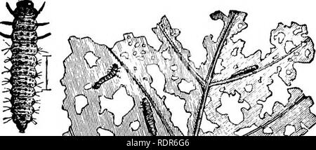 . Injurious insects of the farm and garden. With a chapter on beneficial insects. Insects. OF THE PAKM AND GAEDBK. 241 THE GRAPE-VINE FLEA-BEETLE. (Oraptodera [formerly Haltica] chalybea, lUig.) Of the numerous insect enemies with which our grape- growers have to deal, this occupies a prominent place. The beetles which have hibernated begin their destruc- tive work in the spring as soon as the buds commence to swell, and it is at this early period that the greatest dam-. )' '^c&lt;-M^. Please note that these images are extracted from scanned page images that may have been digitally enhanced fo Stock Photo