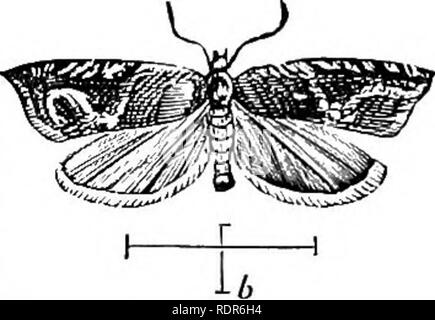 . Injurious insects of the farm and garden. With a chapter on beneficial insects. Insects. OF THE FAKM AlfD GAEDEN. 309 long; the wing-covers are yellowish, and each usually has two black spots, the posterior one larger than the other. When numerous, it completely defoliates the plants. Paris Green or London Purple may be used when the fruit is off to destroy this insect in the man- ner described under Colorado Potato-beetle. THE STRAWBERRY LEAF-ROLLER. (Anchylopera fragarice, Walsh and Riley.) This insect, like the preceding, has been more trouble- some at the West than at the East. It is the Stock Photo