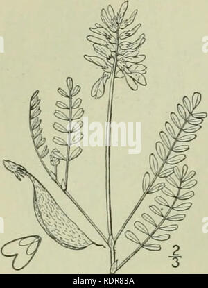 . An illustrated flora of the northern United States, Canada and the British possessions : from Newfoundland to the parallel of the southern boundary of Virginia and from the Atlantic Ocean westward to the 102nd meridian. Botany. FABACEAE. 10. Astragalus alpinus L. Alpine Milk Vetch. Fig. 2543.. Astragalus alpinus L. Sp. PI. 760. 1753. Phaca astragalina DC. Astrag. 64. 1S03. A. alpinus Brunetinus Fernald, Rhodora 10: gi. 1508. Ascending or decumbent, branched from the base 6-15' high, slightly pubescent, or glabrous. Stipules ovate, folia- ceous, 2&quot;-3&quot; long; leaflets 13-25, oval or e Stock Photo
