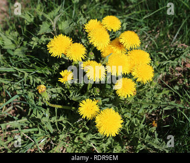 Plenty of dandelions on a grass field. Beautiful bright yellow flowers photographed on a sunny summer day. Stock Photo