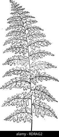 . Ferns and fern culture: their native habitats, organisation, habits of growth, compost for different genera; cultivation in pots, baskets, rockwork, walls; in stove, greenhouse, dwelling-house, and outdoor ferneries; potting, watering, propagation, etc. Selections of ferns suitable for stove, warm, cool and cold greenhouses; for baskets, walls, exhibition, wardian cases, dwelling-houses, and outdoor ferneries. Insect pests and their eradication, &amp; c.. Ferns. Ferns and Fern Culture. 17 contact. Hero and there a bud is formed. This soon develops into a plant, and is prepared to take up an  Stock Photo