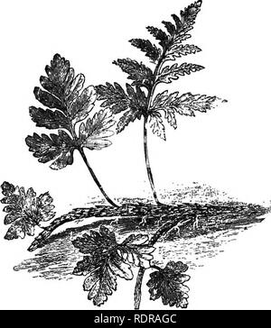 . Ferns and fern culture: their native habitats, organisation, habits of growth, compost for different genera; cultivation in pots, baskets, rockwork, walls; in stove, greenhouse, dwelling-house, and outdoor ferneries; potting, watering, propagation, etc. Selections of ferns suitable for stove, warm, cool and cold greenhouses; for baskets, walls, exhibition, wardian cases, dwelling-houses, and outdoor ferneries. Insect pests and their eradication, &amp; c.. Ferns. 14 Ferris and Fern Culture. in the form of sap through the steins and into the foliage, where, being acted upon by the light, it is Stock Photo