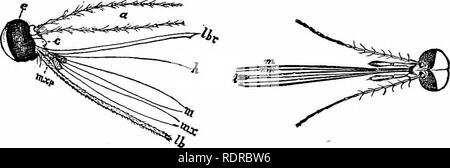 Scaly wings Black and White Stock Photos & Images - Alamy