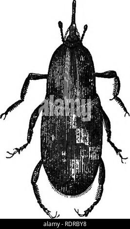 . Natural history. For the use of schools and families. Zoology. 252 NATUEAIi HISTORY. ratus for boring holes in the grains and fruits, as you see in the Palm Weevil, Fig. 197. &quot; Its larvae,&quot; says Jaeger, &quot; are known in the tropics of America under the name of Palm- worms, and they live in large numbers in the trunks of several palm-trees, but principally in the cabbage-palm, which grows in abundance in the mountainous parts of St. Domingo. When fully grown they are about three inches long and one inch in cir- cumference, of a dirty yellow color, with a black head, looking like  Stock Photo