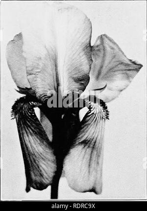 . Tall bearded iris (fleur-de-lis) a flower of song; names, classification, structure, planting, care, enemies, propagation, hybridism, shipping, uses. Irises (Plants). Fig. XXXW—Kgciii. Please note that these images are extracted from scanned page images that may have been digitally enhanced for readability - coloration and appearance of these illustrations may not perfectly resemble the original work.. Stager, Walter. Sterling, Ill Stock Photo