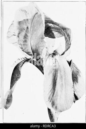 . Tall bearded iris (fleur-de-lis) a flower of song; names, classification, structure, planting, care, enemies, propagation, hybridism, shipping, uses. Irises (Plants). Str net II nil Charactcnst i cs 'i :â &gt;'â ) Fig. XXXI . âKharput. Please note that these images are extracted from scanned page images that may have been digitally enhanced for readability - coloration and appearance of these illustrations may not perfectly resemble the original work.. Stager, Walter. Sterling, Ill Stock Photo