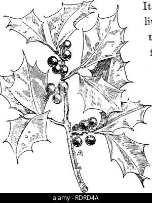 The American holly, (Ilex opaca) is a species of holly, native to the ...