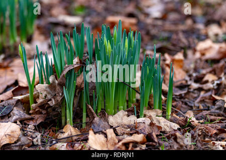 Northampton, 19th January 2019. UK Weather: Daffodils growing and early budding through the leaf mould in the cold comditons in Abington Park this morning Credit: Keith J Smith./Alamy Live News Stock Photo