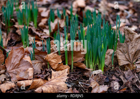 Northampton, 19th January 2019. UK Weather: Daffodils growing and early budding through the leaf mould in the cold comditons in Abington Park this morning Credit: Keith J Smith./Alamy Live News Stock Photo