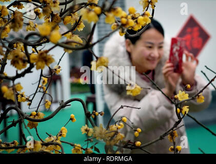 Zhengzhou, China's Henan Province. 19th Jan, 2019. A visitor takes photos of plum blossoms at a garden in Yanling County, central China's Henan Province, on Jan. 19, 2019. Credit: Li An/Xinhua/Alamy Live News Stock Photo