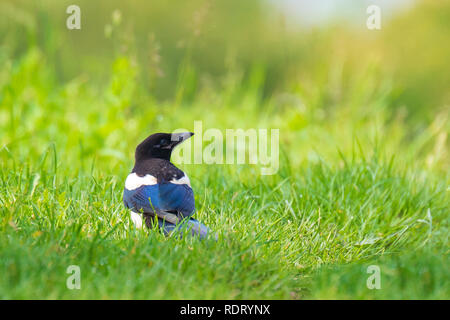 Common Eurasian Magpie bird, Pica Pica, foraging on a green meadow searching for insects in the grass. Stock Photo