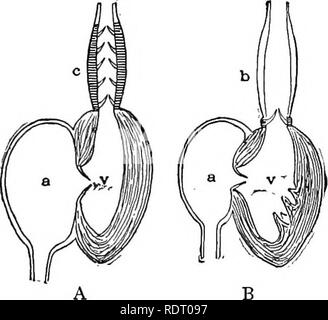 Text-book of comparative anatomy . The divisions of the Bopyri