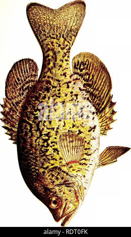 . American fishes; a popular treatise upon the game and food fishes of North America, with especial reference to habits and methods of capture. Fishes. o &lt;« o o. Please note that these images are extracted from scanned page images that may have been digitally enhanced for readability - coloration and appearance of these illustrations may not perfectly resemble the original work.. Goode, G. Brown (George Brown), 1851-1896; Gill, Theodore, 1837-1914. ed. Boston, L. C. Page Stock Photo