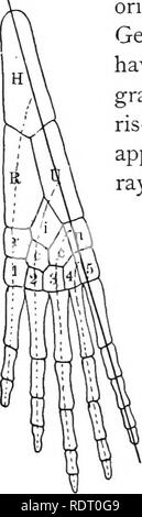 . Text book of vertebrate zoology. Vertebrates; Anatomy, Comparative. Fig. 185. Skeleton of pectoral fin of Ceratodus, after Giinther. Before beginning the account of the skeleton of the limbs it may be well to summarize the two prominent theories of the origin of these parts. According to the view of Gegenbaur (which he has lately repeated), limbs have arisen from gill structures which have mi- grated backwards. The gill arches have given rise to the girdles, while the skeletal parts of the appendages have had their origin from the gill rays. With the outgrowth of the limb one of the gill ray Stock Photo