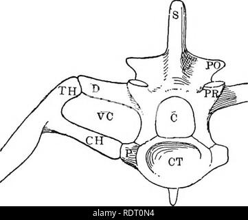 Text book of vertebrate zoology. Vertebrates; Anatomy