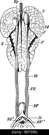 . Text book of vertebrate zoology. Vertebrates; Anatomy, Comparative. UROGENITAL ORGANS. 123 Ao last open into the collecting tubules; but it is important to note that at no time are nephrostomata developed in connec- tion with them, and the body cav- ity is without communication with this nephridial system. While this process is going on the whole met- anephros pushes farther forward, dorsal to the pronephric duct, the ureter increasing correspondingly in length. In the subsequent his- tory the kidney becomes strongly lobulated, the lobes corresponding to the groups of collecting tubules of w Stock Photo
