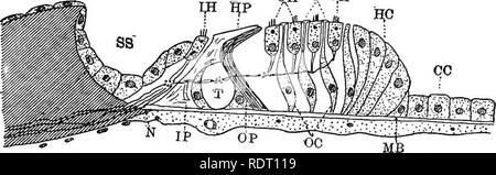 Text-book of comparative anatomy . The divisions of the Bopyri