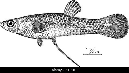. The fishes of North Carolina . Fishes. SYSTEMATIC CATALOGUE OF FISHES. 153 dal with 3 or 4 irregular transverse rows of dark spots, other fins dusky; examples from ditches and drains are very pale, those from dark-colored water of swamps are dark green, with a dis- tinct purple bar below eye. (affinis, related.). Fig. 58. Top Minnow. Gambusia affinis. Male. The top minnow is found along the coast from Delaware to JMexico and reaches inland as far as Illinois. In North Carolina it is excessively abundant in the lowlands, in swamps, ditches, creeks, and also in the open waters of the rivers. R Stock Photo