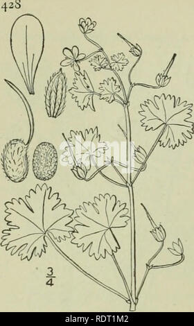 . An illustrated flora of the northern United States, Canada and the British possessions : from Newfoundland to the parallel of the southern boundary of Virginia and from the Atlantic Ocean westward to the 102nd meridian. Botany. GERANIACEAE. 5. Geranium rotundifolium L. Round-leaved Crane's-bill. Fig. 2656. Geraniun ndifoiium L. Sp. PI. 683. 753- Annual, often tufted, 6'-i8' high, much branched, softly pubescent with spreading white purple-tipped glandular hairs. Leaves reniform-orbicular, broader than long, ij' wide, cleft about to the middle into 5-g obtuse broad IoIdcs, which are 3-5-tooth Stock Photo
