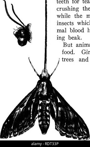 . The animals and man; an elementary textbook of zoology and human physiology. Zoology; Physiology. 402 THE ANIMALS AND MAN ^. Fig. 201. Sucking proboscis of a sphinx moth; in small figure (the head of the moth seen in profile) the proboscis is shown coiled up on the under side of the head, the normal position when not in use. (One half natural size). hdrses and sheep have teeth for biting off and crushing dry or green plant food, while many insects, like the plant-lice and various flower-bugs, have a tiny, sharp, hollow beak, which they thrust into a green leaf or stem, and through which they Stock Photo