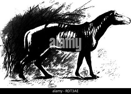 . The animals and man; an elementary textbook of zoology and human physiology. Zoology; Physiology. DOMESTICATED ANIMALS 265 size of a coyote, and with three toes on all its feet; through Proiohippus and certain other kinds of the Middle Miocene, about as large as Shetland ponies and with three toes on all feet but with the side toes not touching the ground; to Equus, which first appeared in the Pleistocene with only one developed toe and splints of the 2d and 4th on each foot.. i'lG. 139. Restoration of the lour-toed horse; based on a mounted skeleton, 16 inches high, in the American Museum o Stock Photo