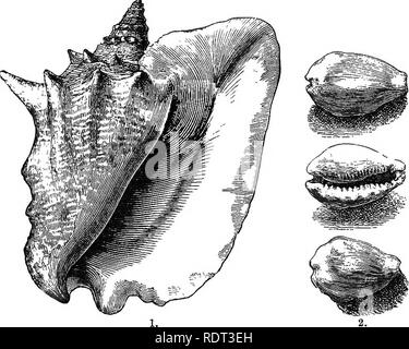 . An introduction to the study of zoology. Zoology. MOLLUSC A. 215 ...