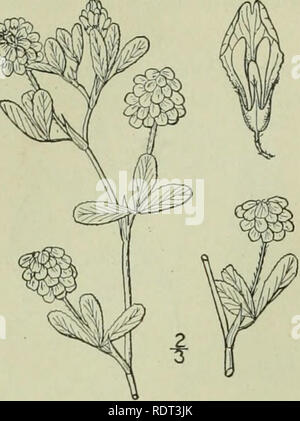 . An illustrated flora of the northern United States, Canada and the British possessions : from Newfoundland to the parallel of the southern boundary of Virginia and from the Atlantic Ocean westward to the 102nd meridian. Botany. I. Trifolium agrarium L. Yellow or Hop- clover. Fig. 2474. Trifolium agrarium L. Sp. PI. 772. 1753. ?T. aureum Poll. Hist. PI. Palat. 2: 344. 1777. Glabrous or slightly pubescent, annual, ascending, branched, 6'-i8'high. Leaves petioled ; stipules linear- lanceolate, acuminate, 4&quot;-7&quot; long, adnate to the pe- tiole for about one-half its length; leaflets all f Stock Photo