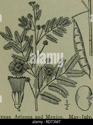 . An illustrated flora of the northern United States, Canada and the British possessions : from Newfoundland to the parallel of the southern boundary of Virginia and from the Atlantic Ocean westward to the 102nd meridian. Botany. MIMOSA FAMILY. I. Acacia angustissima (.Mill.) Kuntze. Prairie Acacia. Fig. 2429. Mimosa angustissima Mill. Card. Diet. Ed. 8, no. 19. 1768. Mimosa filicutoides Cav. Ic. i: 55. pi, 7S. 1791. Acacia filicina Willd. Sp. PI. 4: 1072. 1806. Acacia filicutoides Trelease: Branner &amp; Coville, Rep. Geol. Surv. .Ark. 1888: Part 4. 178. 1891. A, angustissima Kuntze. Rev. Gen Stock Photo