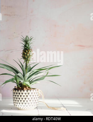 Ornamental pineapple plant, also known as a bromeliad, in a planter with a black and white geometric pattern. On white wood against a pink background. Stock Photo