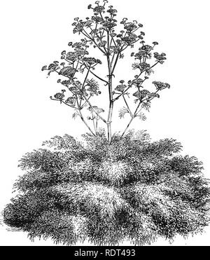 . Handbook of hardy trees, shrubs, and herbaceous plants ... Based on the French work of Messrs. Decaisne and Naudin ...entitled 'Manuel de l'amateur des jardins,' and including the original woodcuts by Riocreux and Leblanc. Plants, Ornamental. Umbelliferce—Astrantia. 211 lobes. Bracts and flowers pink or white. Central and Southern Europe, and occasionally as a garden outcast in this country. There are several varieties of this, some more highly coloured than others, and the best are worthy of a place in every garden. 4. TRACHYMENE {DvMsms). This is an Australasian genus of few species, with  Stock Photo